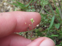 Lepidium lasiocarpum