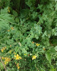 Hypericum perforatum