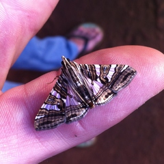 Glyphodes shafferorum