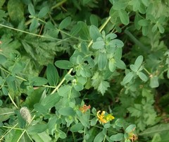 Hypericum perforatum