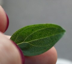 Hypericum perforatum