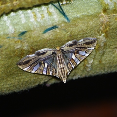 Glyphodes shafferorum