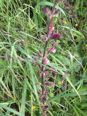 Salvia hierosolymitana