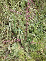 Salvia hierosolymitana