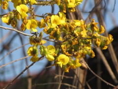 Dalbergieae