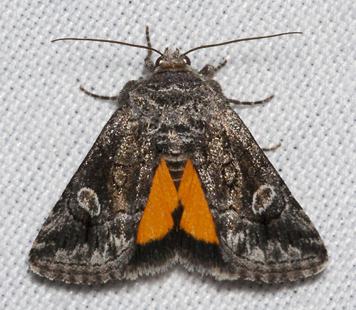 Copanarta aurea Grote, 1879