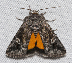 Copanarta aurea