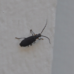 Polemius laticornis