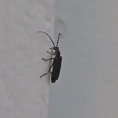 Polemius laticornis