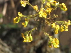 Dalbergieae