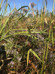 Symphyotrichum elliottii