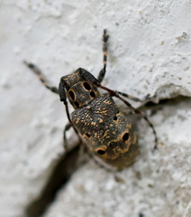 Mesosa curculionoides