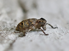 Mesosa curculionoides