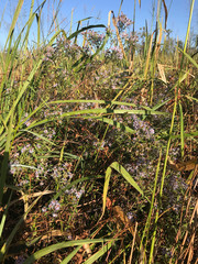 Symphyotrichum elliottii