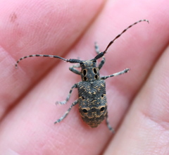 Mesosa curculionoides