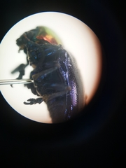 Campsosternus auratus