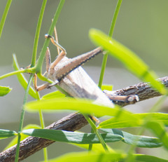 Schistocerca impleta