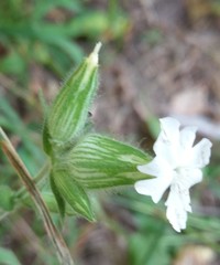 Silene latifolia