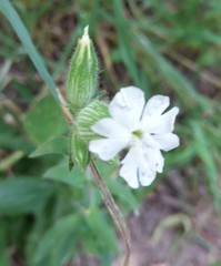 Silene latifolia