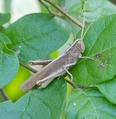 Schistocerca impleta