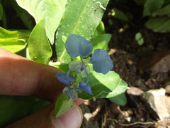 Commelina forskaolii