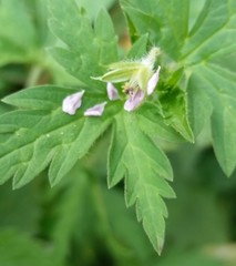 Geranium sibiricum