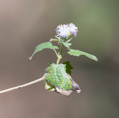 Tamaulipa azurea