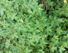 Geranium sibiricum