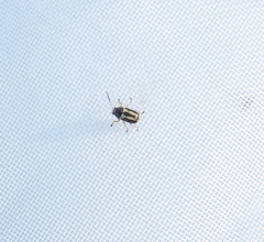 Cryptocephalus bilineatus