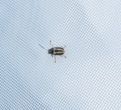 Cryptocephalus bilineatus