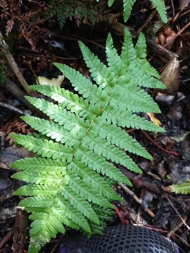Male Fern seedling