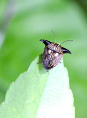 Alcimocoris coronatus