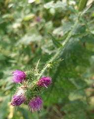 Carduus crispus