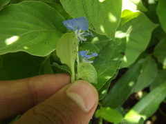 Commelina forskaolii