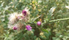 Carduus crispus
