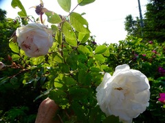 Rosa rugosa