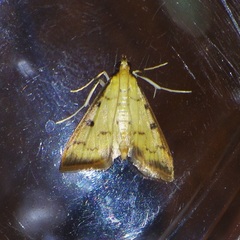 Herpetogramma basalis