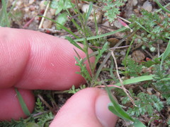 Lepidium lasiocarpum