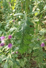 Carduus crispus