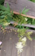 Filipendula ulmaria