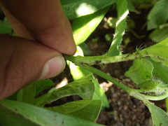 Commelina forskaolii