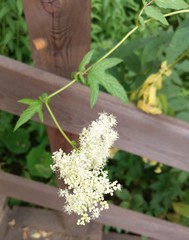 Filipendula ulmaria