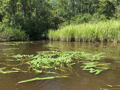 Nuphar sagittifolia