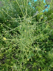 Sisymbrium officinale