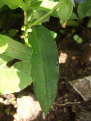 Commelina forskaolii
