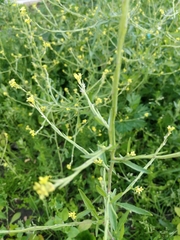 Sisymbrium officinale