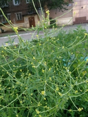 Sisymbrium officinale
