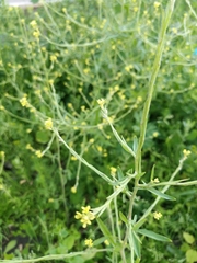 Sisymbrium officinale