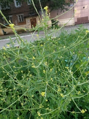 Sisymbrium officinale