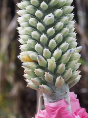 Aechmea mariae-reginae